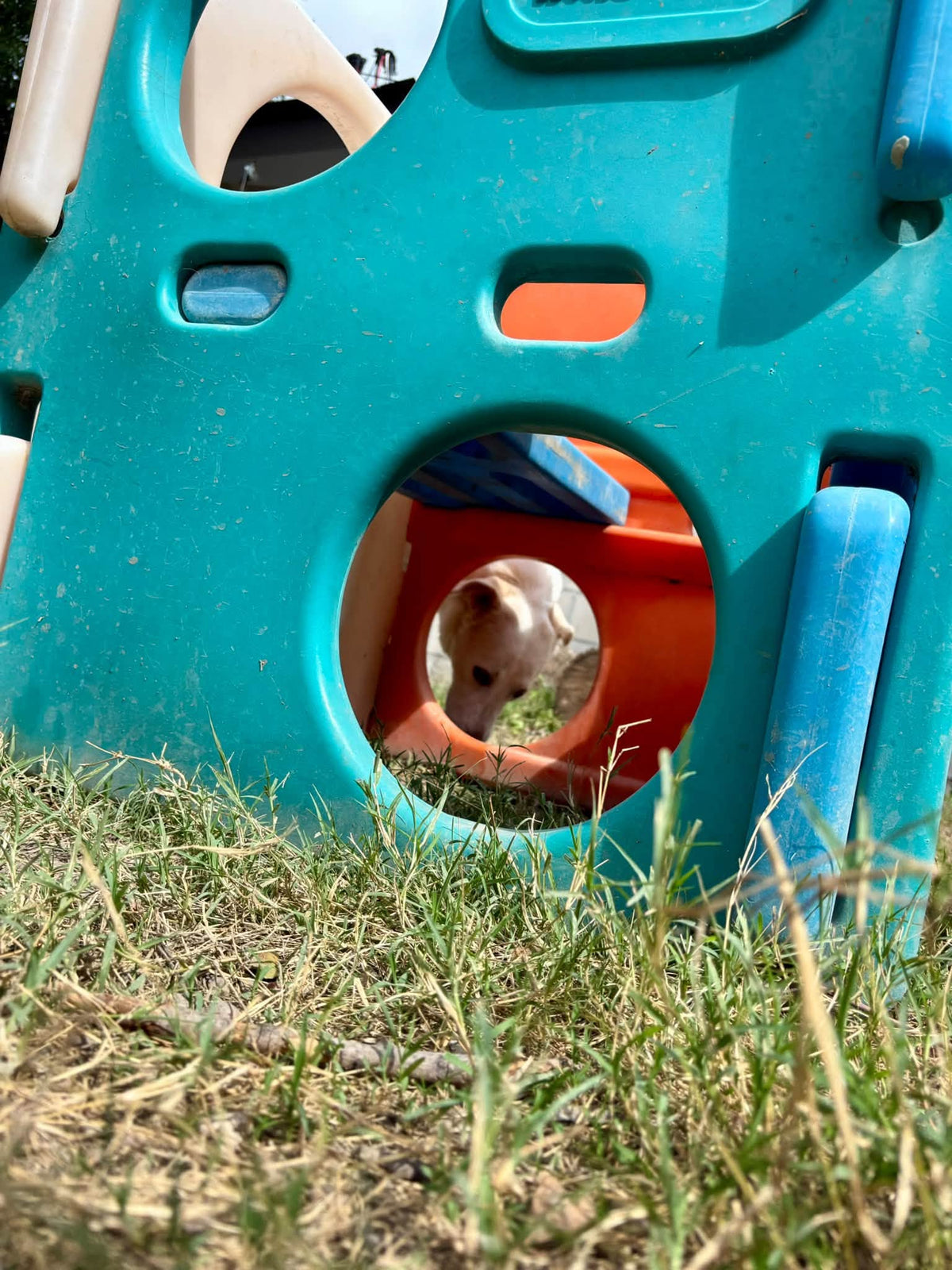 How to Teach "Go To Your Spot"